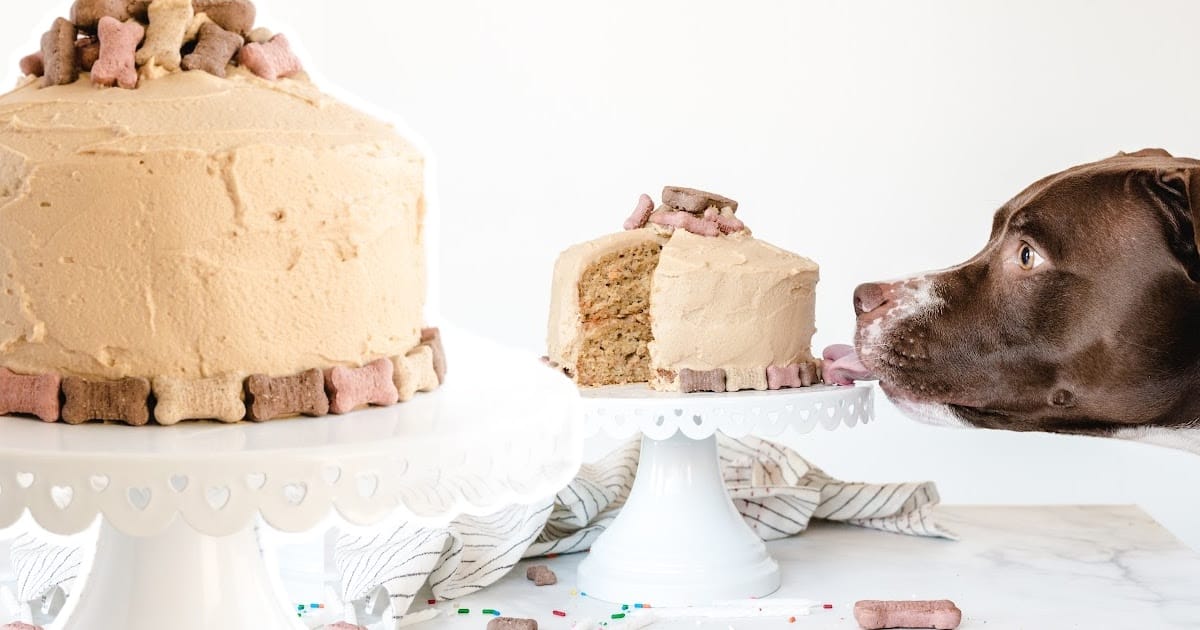 two Dog Birthday Cake on cake stands, with a dog starring at a cake