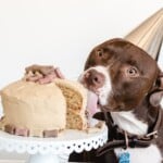 a dog with a birthday cap tasting a Dog Birthday Cake on a cake stand