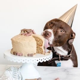 a dog with a birthday cap tasting a Dog Birthday Cake on a cake stand