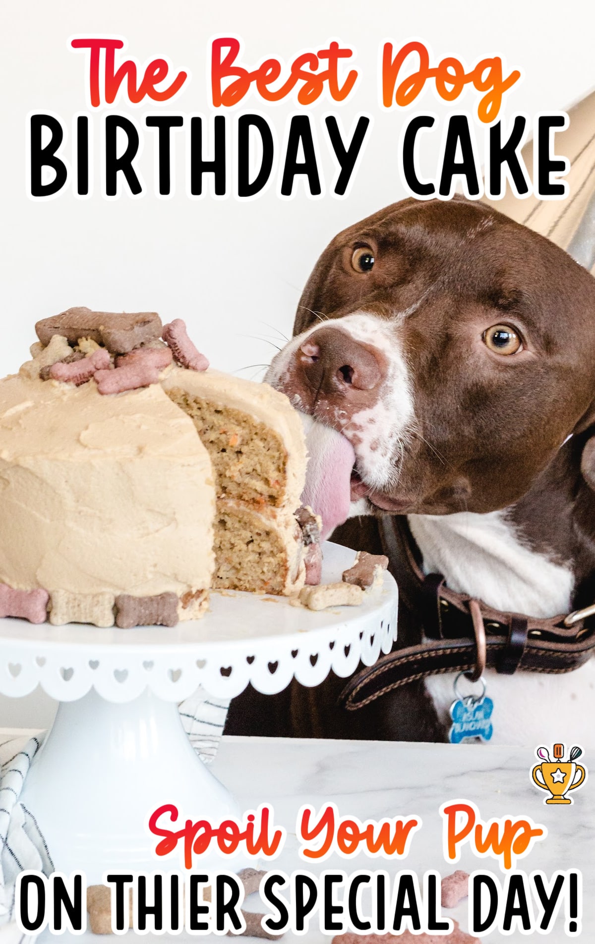 A dog, wearing a birthday hat, is eating from his own birthday cake.