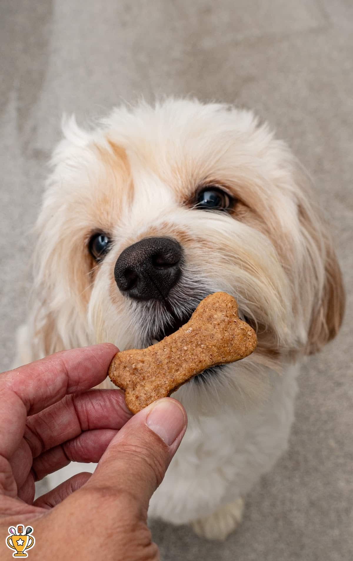 A tight close-up of a small fluffy dog being offered a bone-shaped homemade dog treat by a human hand. The treat is centered and clearly shows its slightly coarse, baked texture. The background is softly blurred in neutral tones, keeping focus on the dog’s face and the treat.